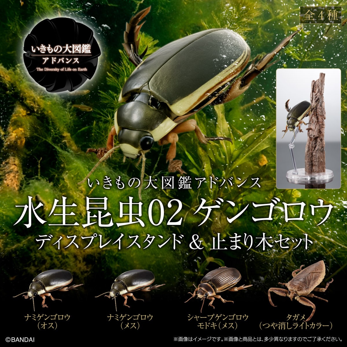 (預購)26年7月 BANDAI 代理版  生物大圖鑑 水生昆蟲02 日本大龍蝨 附展示支架組 盒玩 中盒4入