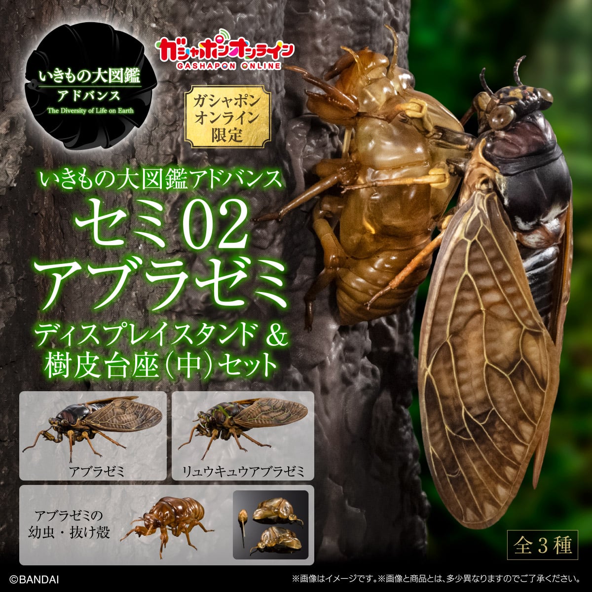(預購)26年8月 BANDAI 代理版 生物大圖鑑 蟬02 日本油蟬 附展示架&樹皮台座(中) 盒玩 扭蛋袋裝